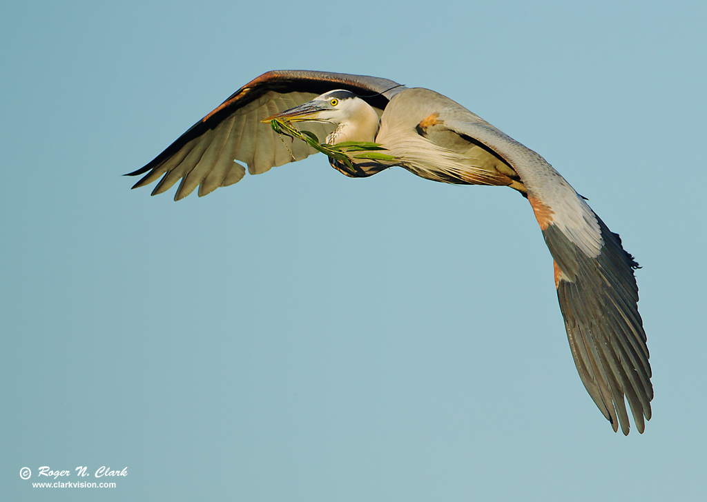 image great.blue.heron.c03.16.2012.c45i4066.c-1024.jpg is Copyrighted by Roger N. Clark, www.clarkvision.com