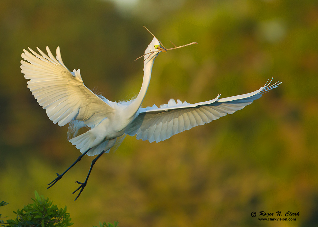 image great.egret.c03.15.2012.c45i3272.b-1024.jpg is Copyrighted by Roger N. Clark, www.clarkvision.com