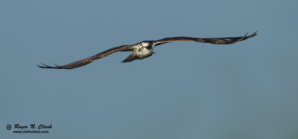 image osprey.c01.01.2013.C45I7584.e-1024.jpg is Copyrighted by Roger N. Clark, www.clarkvision.com