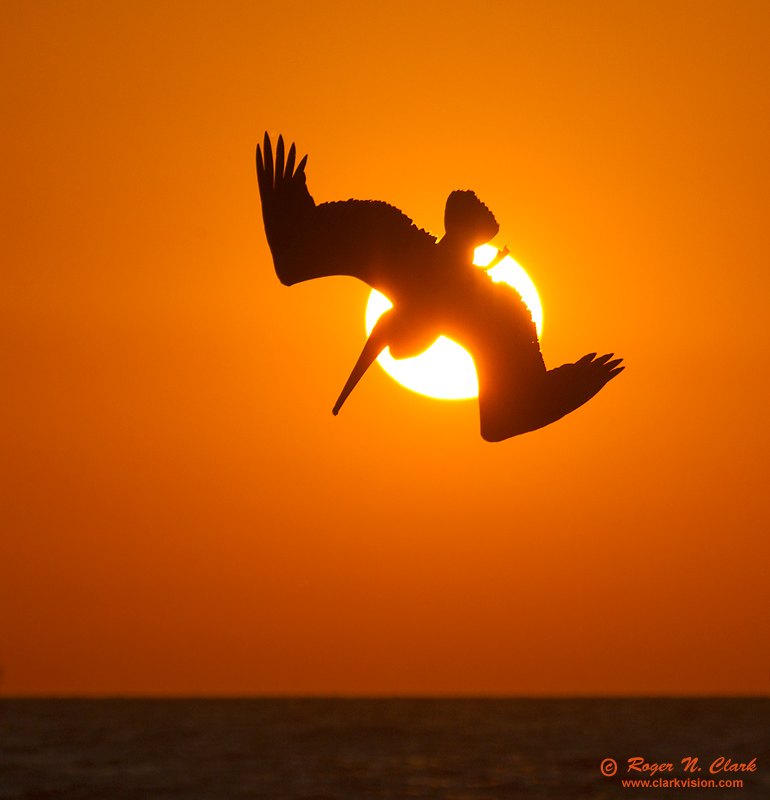 image pelican.sunset.dive.c03.16.2012.c45i4537.b-800.jpg is Copyrighted by Roger N. Clark, www.clarkvision.com