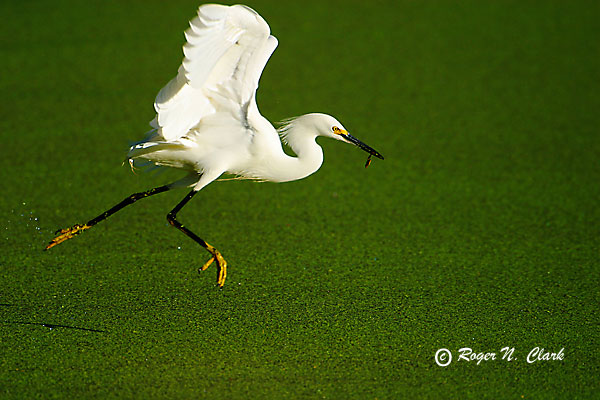 image c01.17.2003.img_5850.b.egret-600.jpg is Copyrighted by Roger N. Clark, www.clarkvision.com