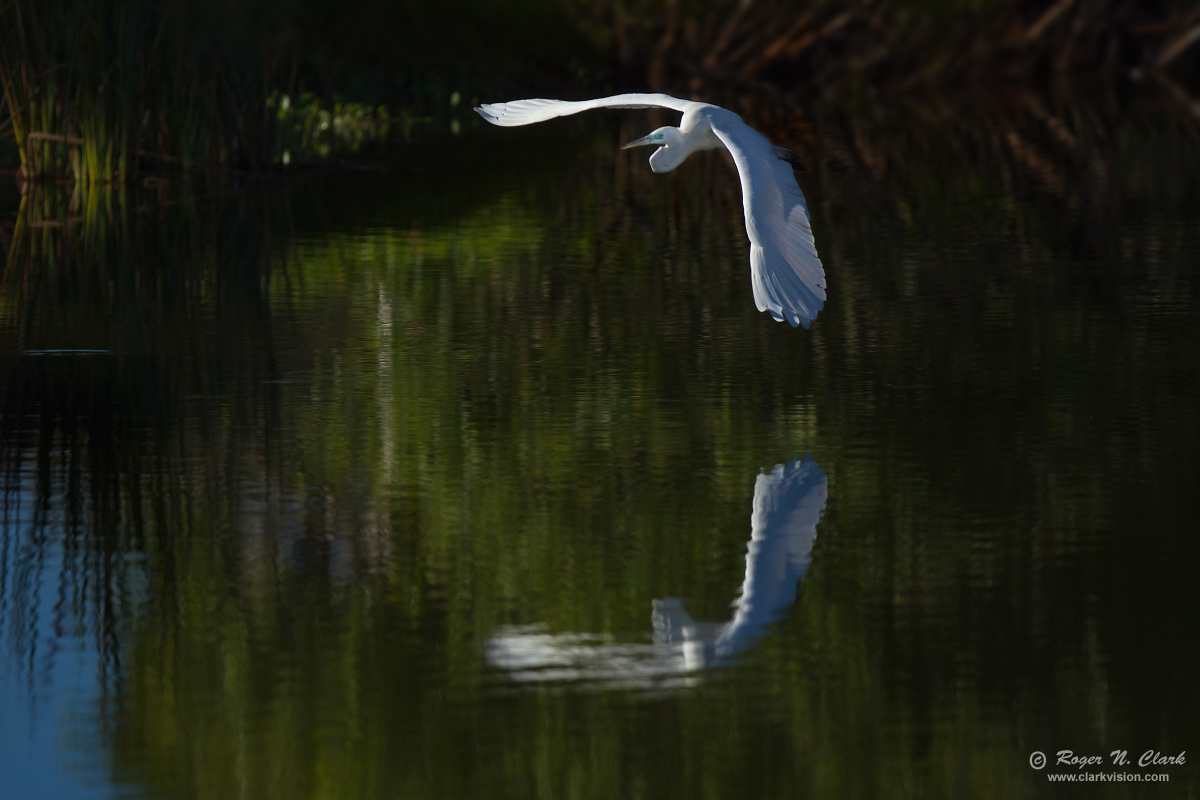 image great.egret.flight.reflection.c03.03.2014.C45I5161.b-1200s.jpg is Copyrighted by Roger N. Clark, www.clarkvision.com