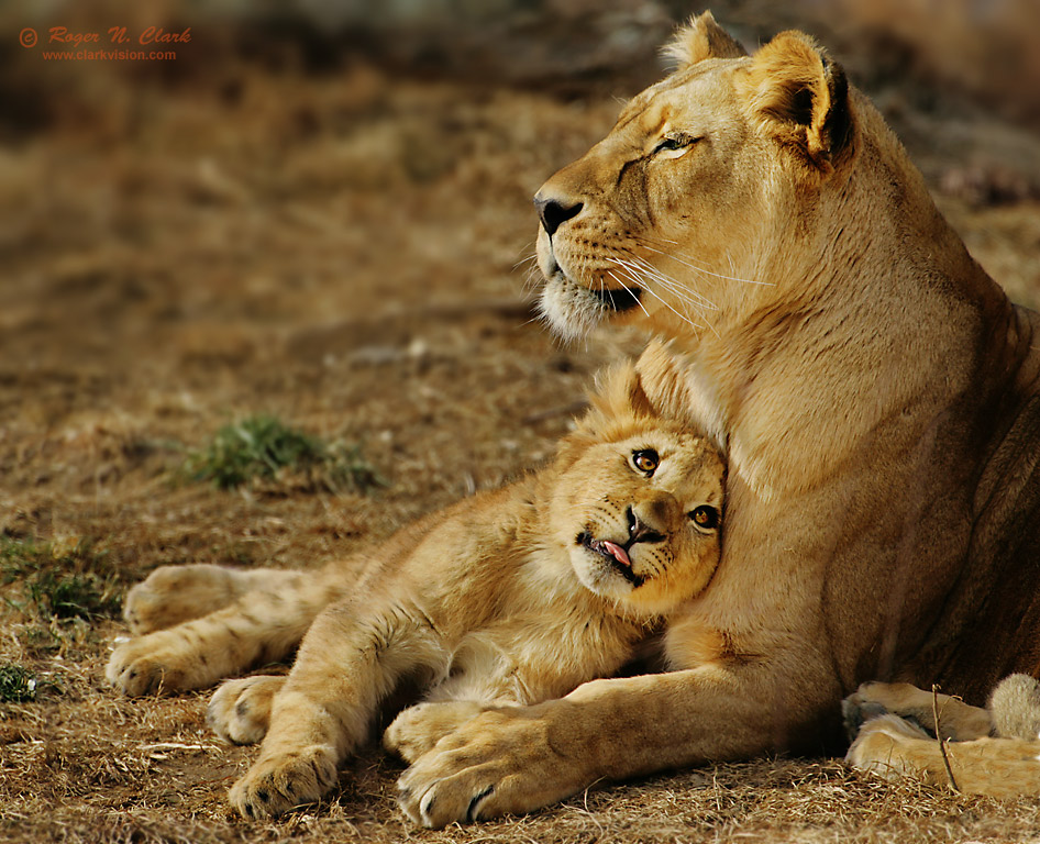 Fotografía de ClarkVision - Amor del cachorro de león