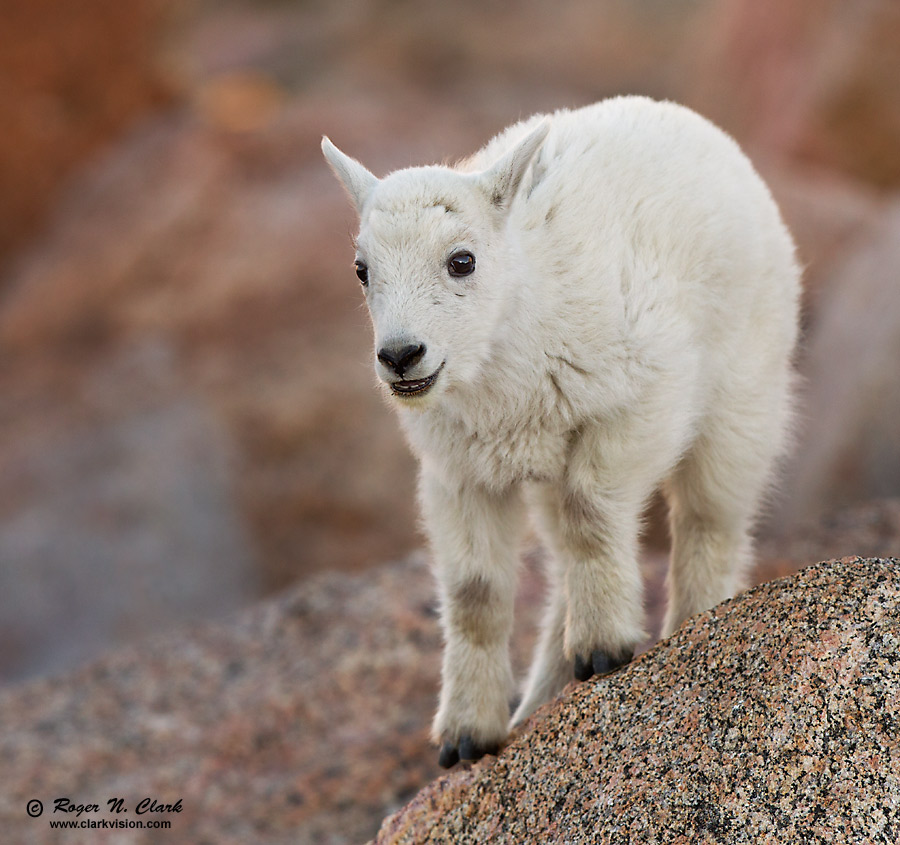 baby mountain goat climbing