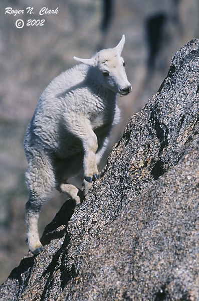 baby mountain goat climbing