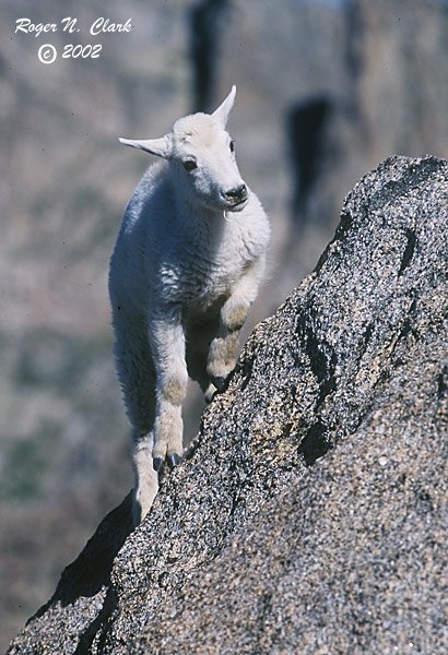 baby mountain goat climbing