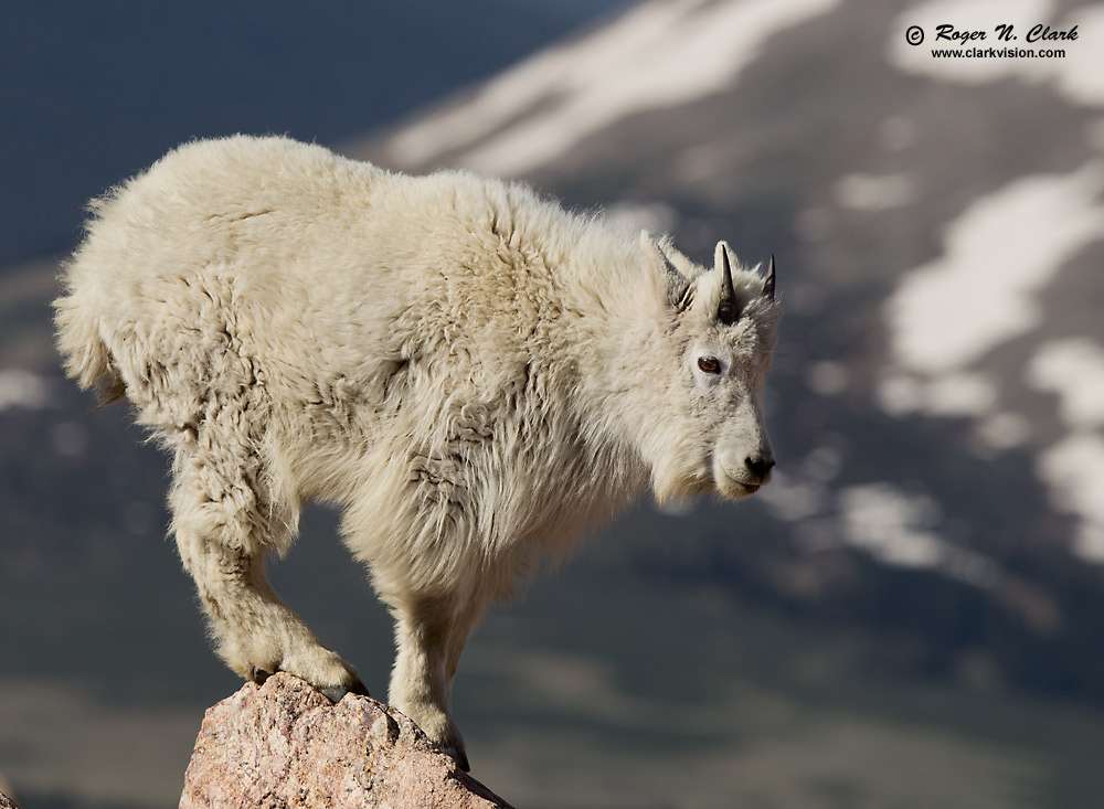 image mtn.goat.c06.29.2011.c45i1183.b-1000.jpg is Copyrighted by Roger N. Clark, www.clarkvision.com