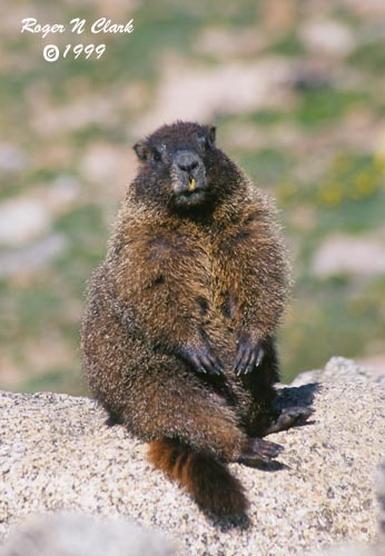 image c072999_02_14-fatmarmot.jpg is Copyrighted by Roger N. Clark, www.clarkvision.com