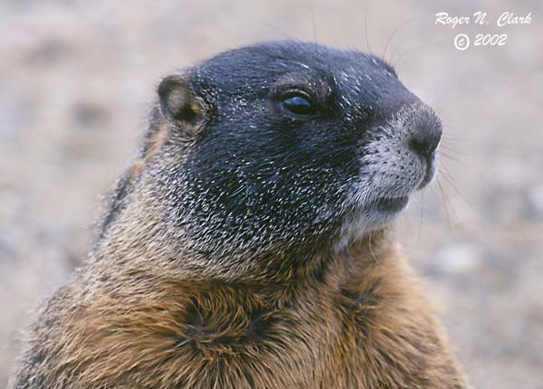 image c083101.02.23-600.marmot.jpg is Copyrighted by Roger N. Clark, www.clarkvision.com