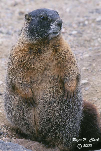 image c083101.02.28-600.marmot.jpg is Copyrighted by Roger N. Clark, www.clarkvision.com