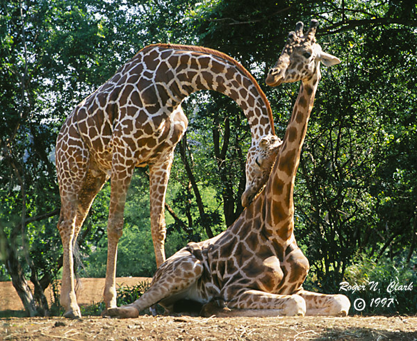 image c120497.04.32a-600.love.giraffs2.jpg is Copyrighted by Roger N. Clark, www.clarkvision.com