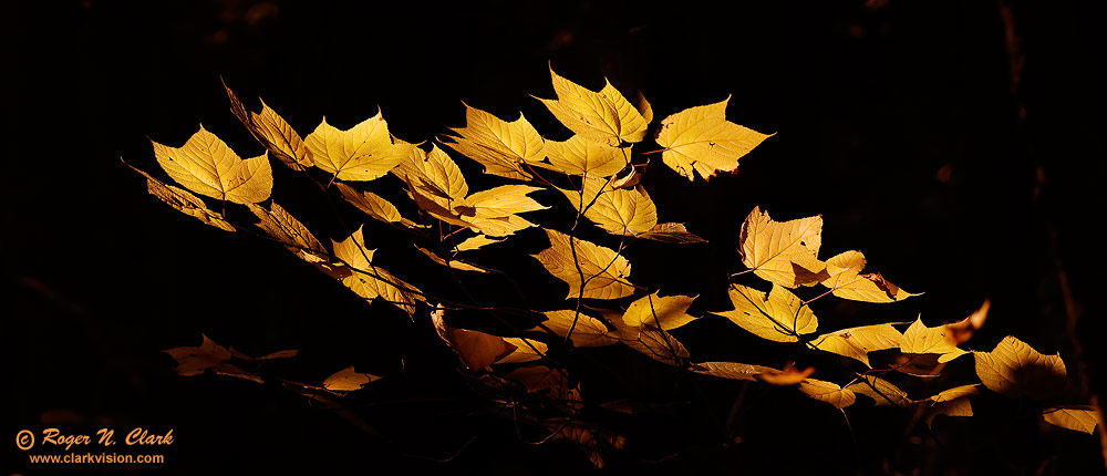 image fall.leaves.10.10.2008.img_7180-1.f-1000.jpg is Copyrighted by Roger N. Clark, www.clarkvision.com