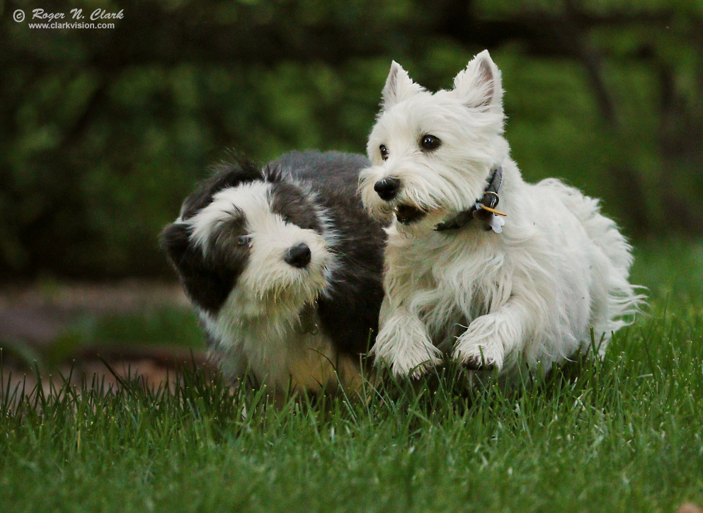 image cooper+gracie_0J6A2283.2015-06-11.c-b3x3s.jpg is Copyrighted by Roger N. Clark, www.clarkvision.com
