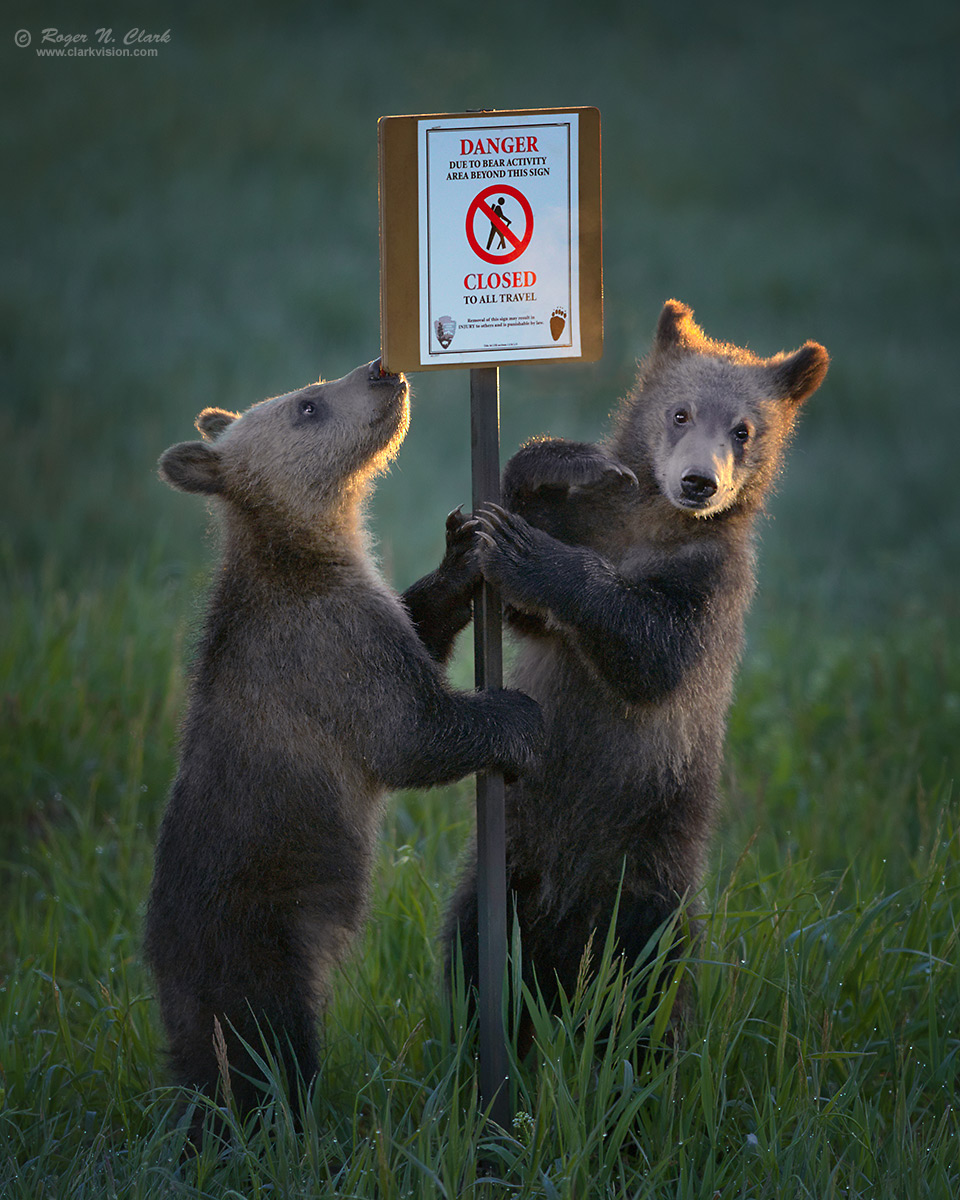 image grizzly-bear-cubs-with-sign-rnclark-c06-29-2019-0J6A6002-rth.f-1200vs.jpg is Copyrighted by Roger N. Clark, www.clarkvision.com