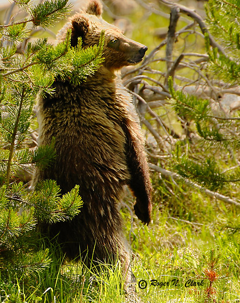 image grizzly.bear.c07.03.2003.IMG_5648.c-600.jpg is Copyrighted by Roger N. Clark, www.clarkvision.com