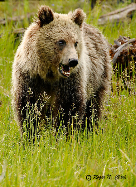 image grizzly.bear.c07.03.2003.IMG_5682.b-600.jpg is Copyrighted by Roger N. Clark, www.clarkvision.com