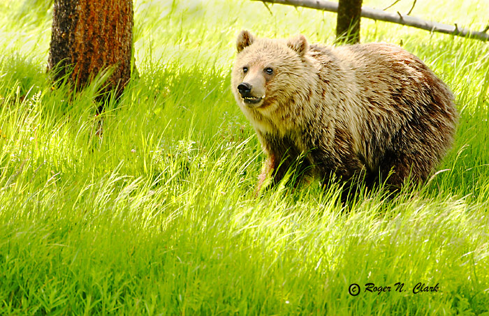 image grizzly.bear.c07.03.2003.IMG_5739.c-700.jpg is Copyrighted by Roger N. Clark, www.clarkvision.com