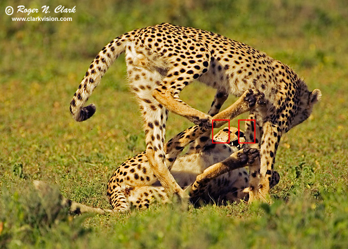 image cheetah.c01.26.2007.JZ3F2435c-700-af.jpg