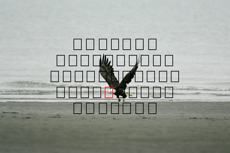 image eagle.09.15.2008.jz3f3011.af-b.jpg