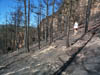 Photo of burned area where the spectrum traverse was made.