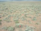 Photo of site facing west