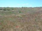 Photo of site facing west