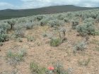 Photo of site facing north