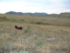 Photo of site facing west