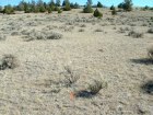 Photo of site facing north