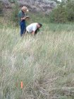 Photo of site facing south